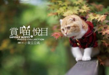 賞喵悅目