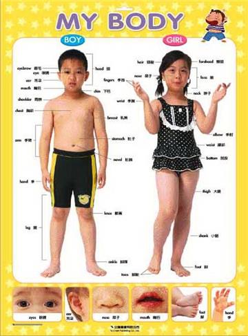 企鵝掛圖：MY BODY