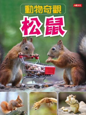 動物奇觀：松鼠