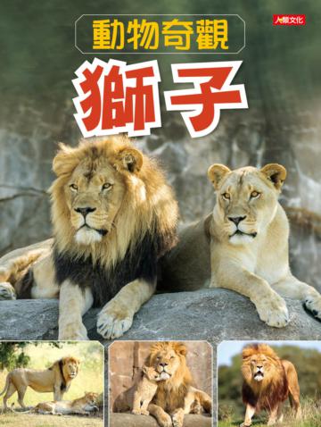 動物奇觀：獅子