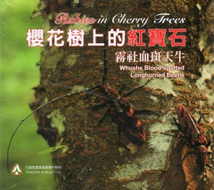 櫻花樹上的紅寶石：霧社血斑天牛 [DVD]