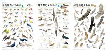 臺灣地區保育類野生動物圖鑑海報-鳥類篇(3張1套)