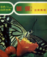 彩色自然世界：蝴蝶〈金條鳳蝶〉
