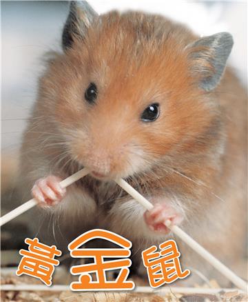 黃金鼠