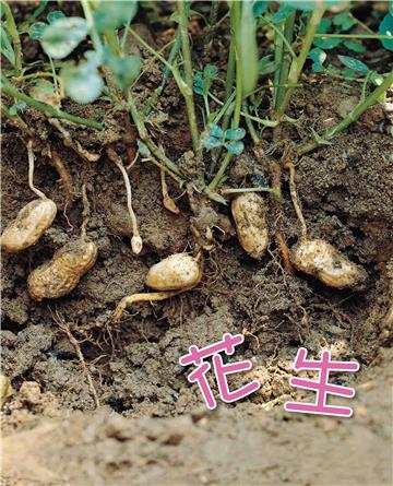 花生