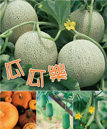 瓜瓜樂