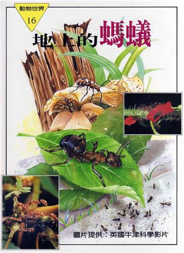 動物世界#16 地上的螞蟻