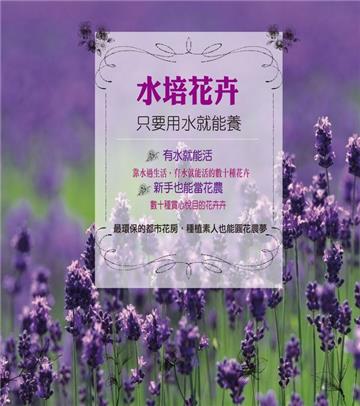 水培花卉：只要用水就能養