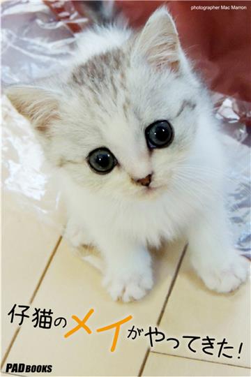 仔猫のメイがやってきた！